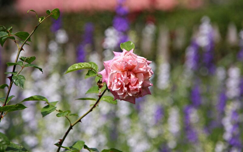 Pink rose in garden