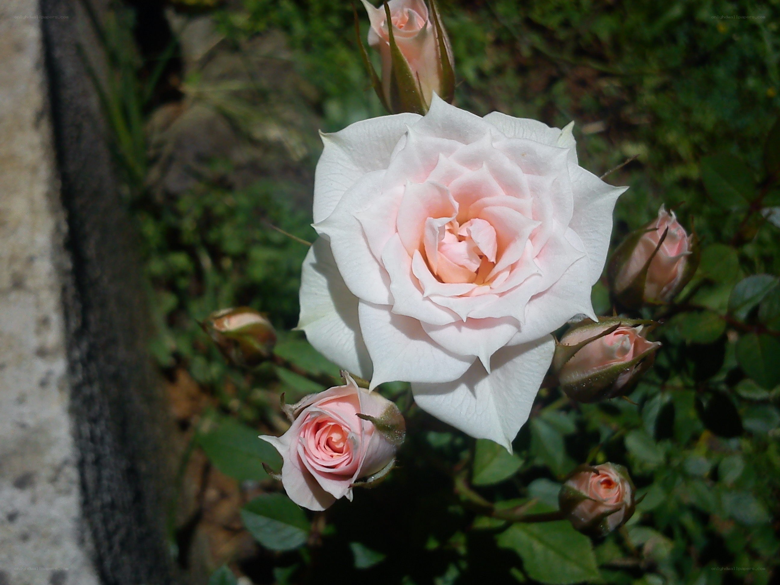 Pink rose in garden