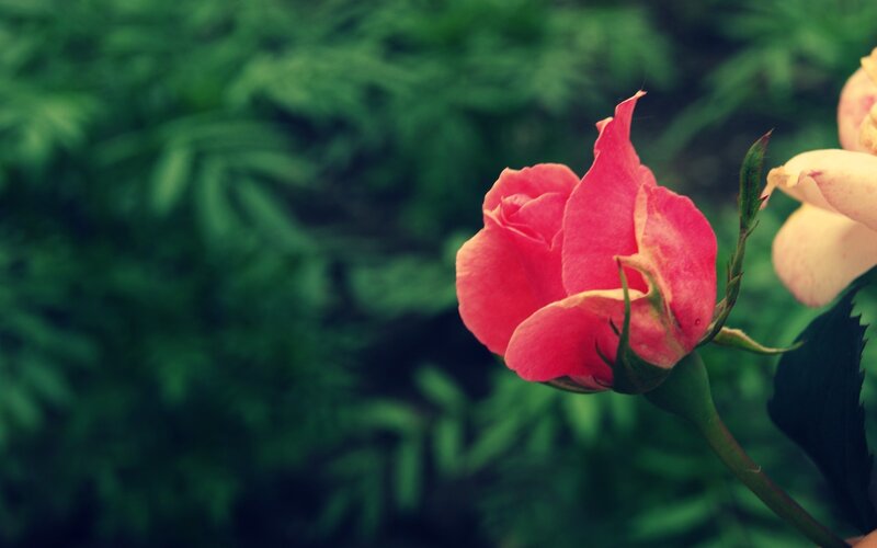Pink rose in garden