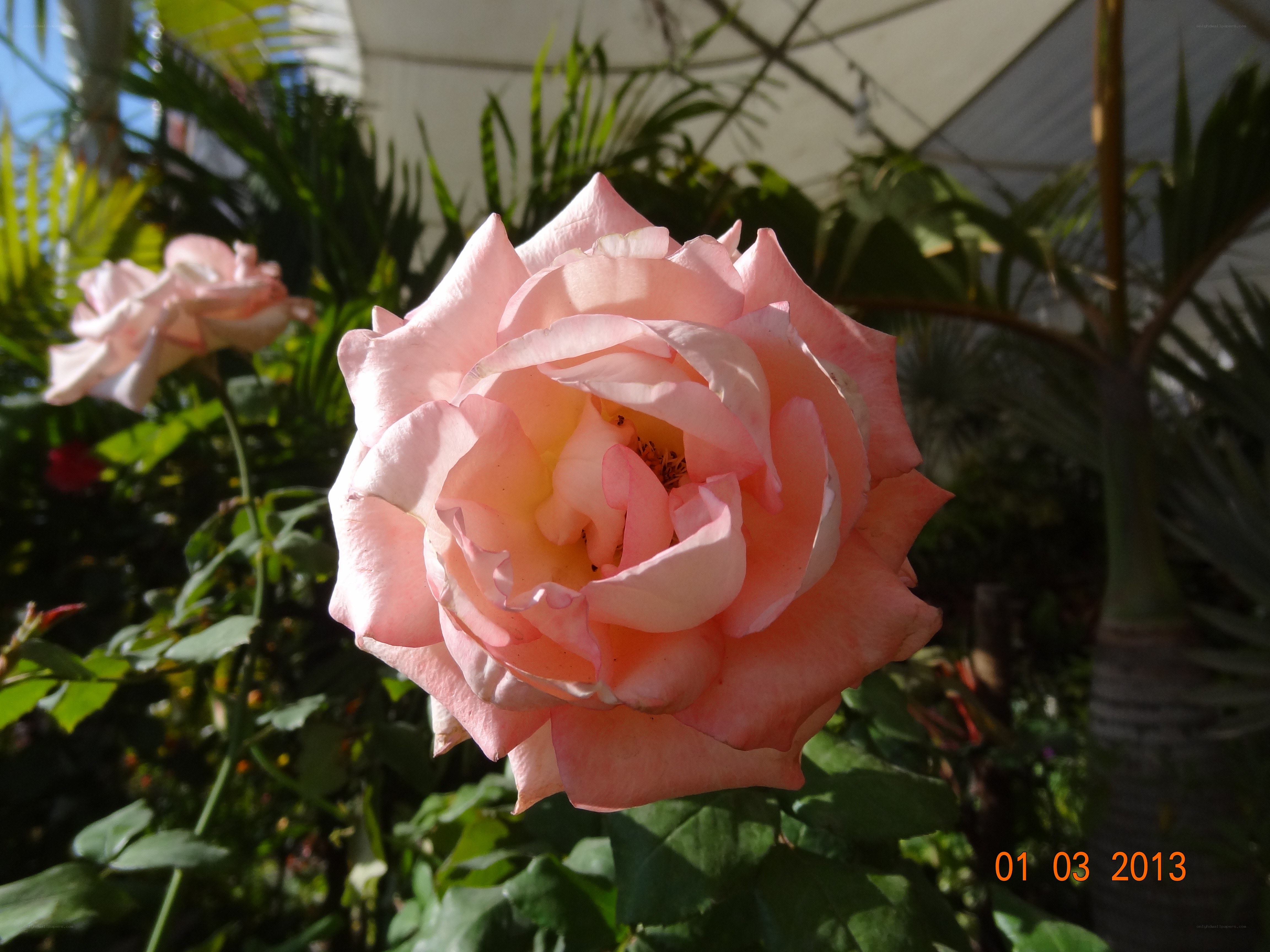 Pink rose in garden