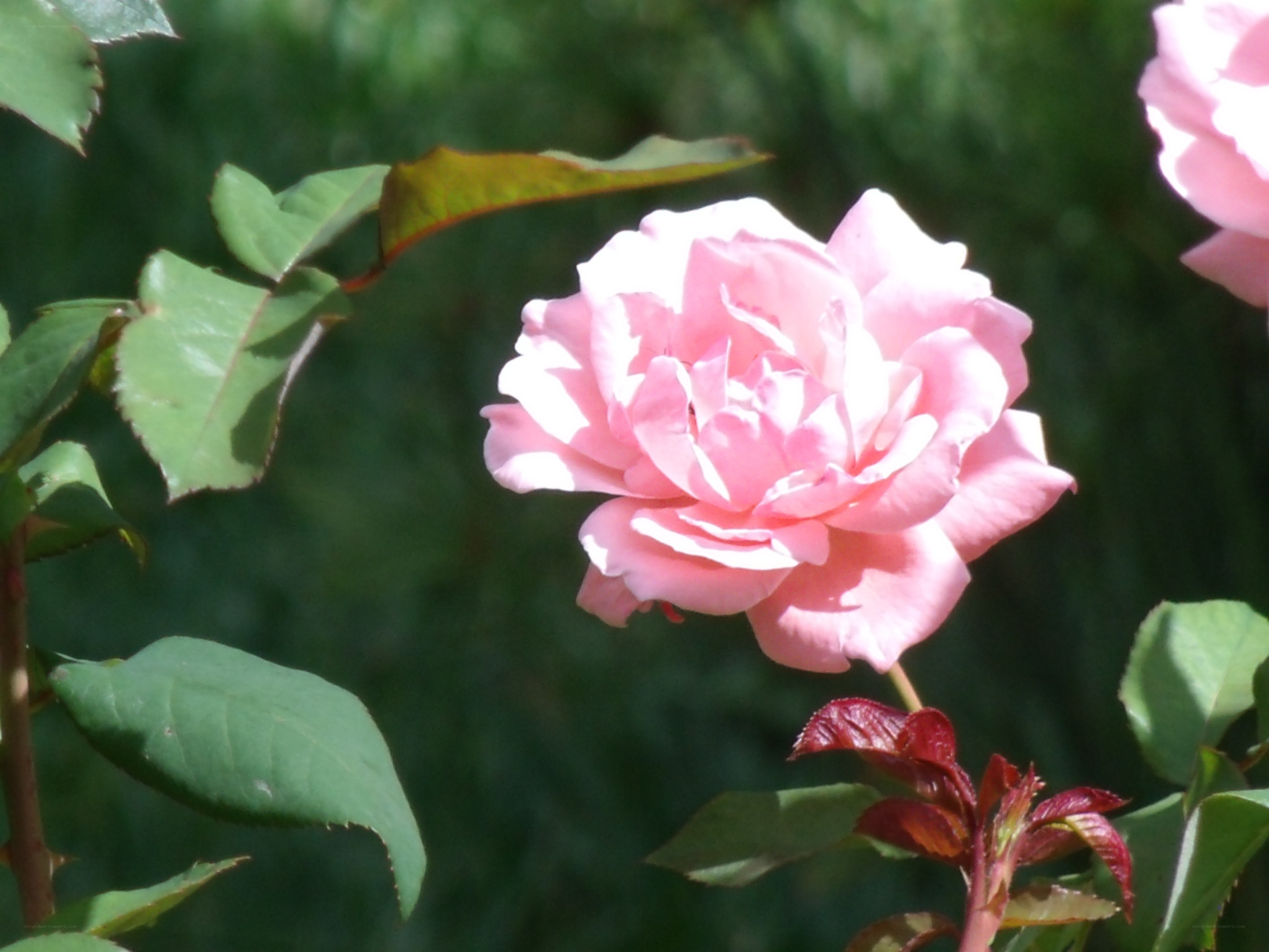 Pink rose in garden