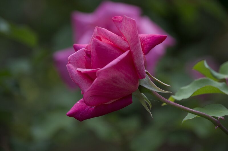 Pink rose in garden