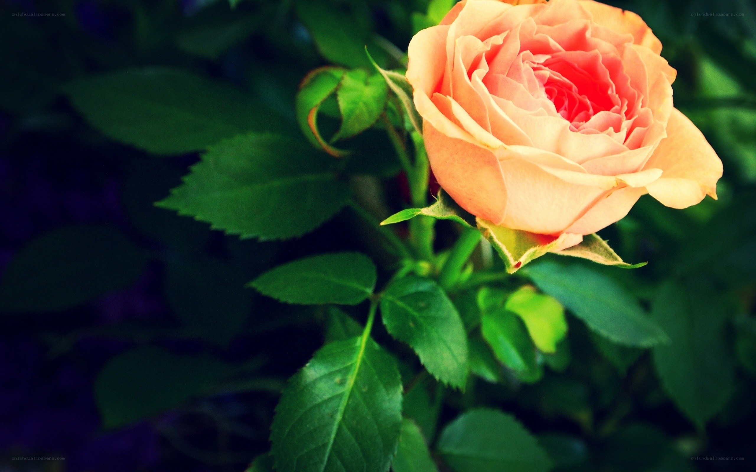 pink rose in garden