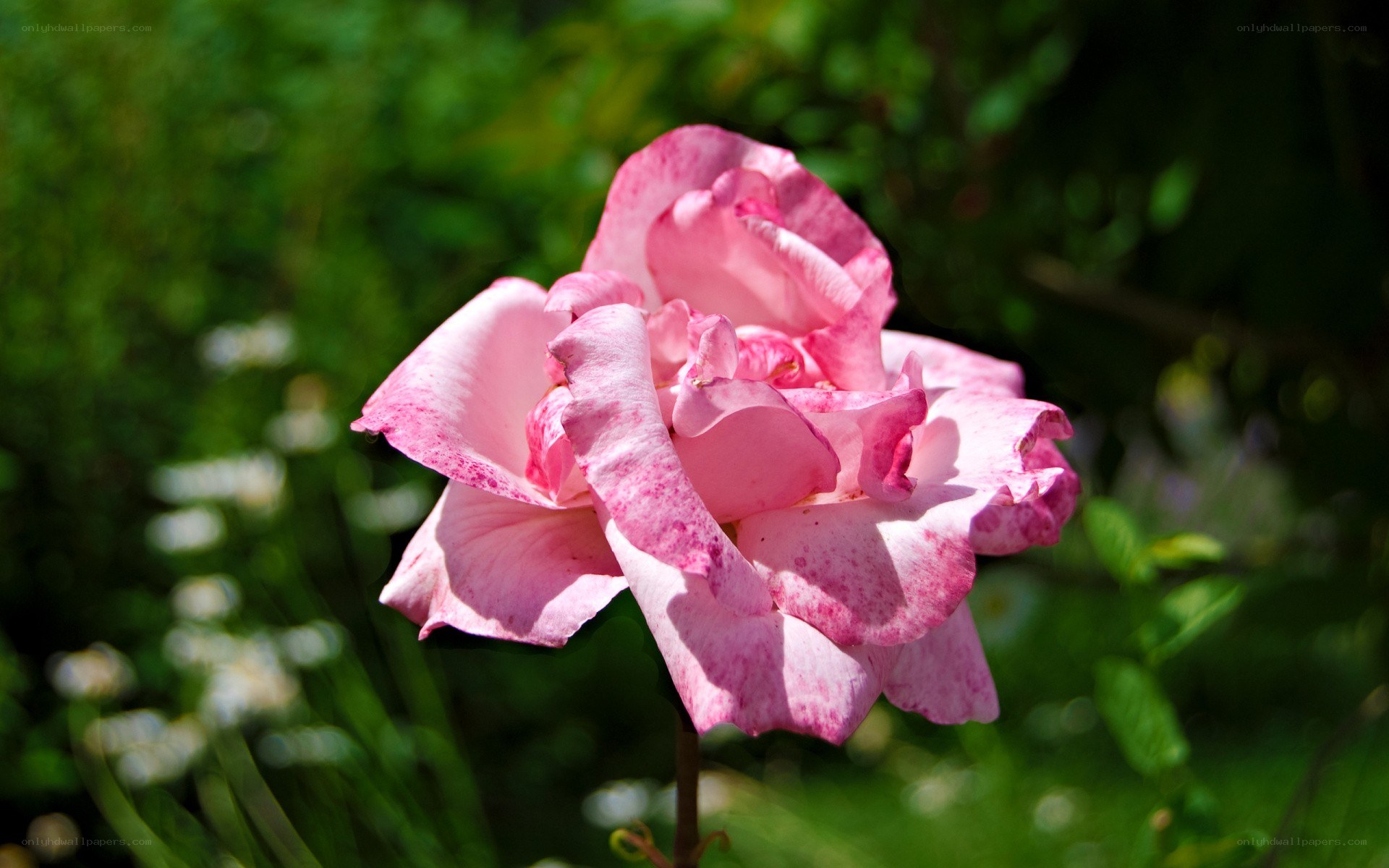 Pink rose in garden