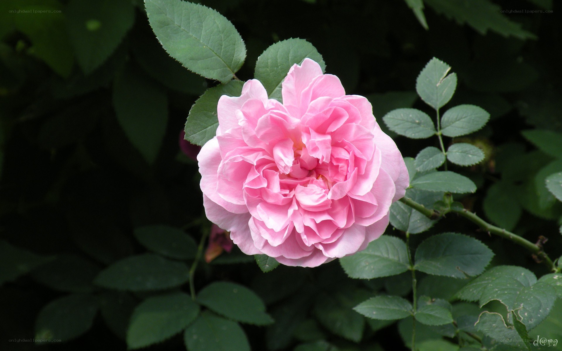 Pink rose in garden