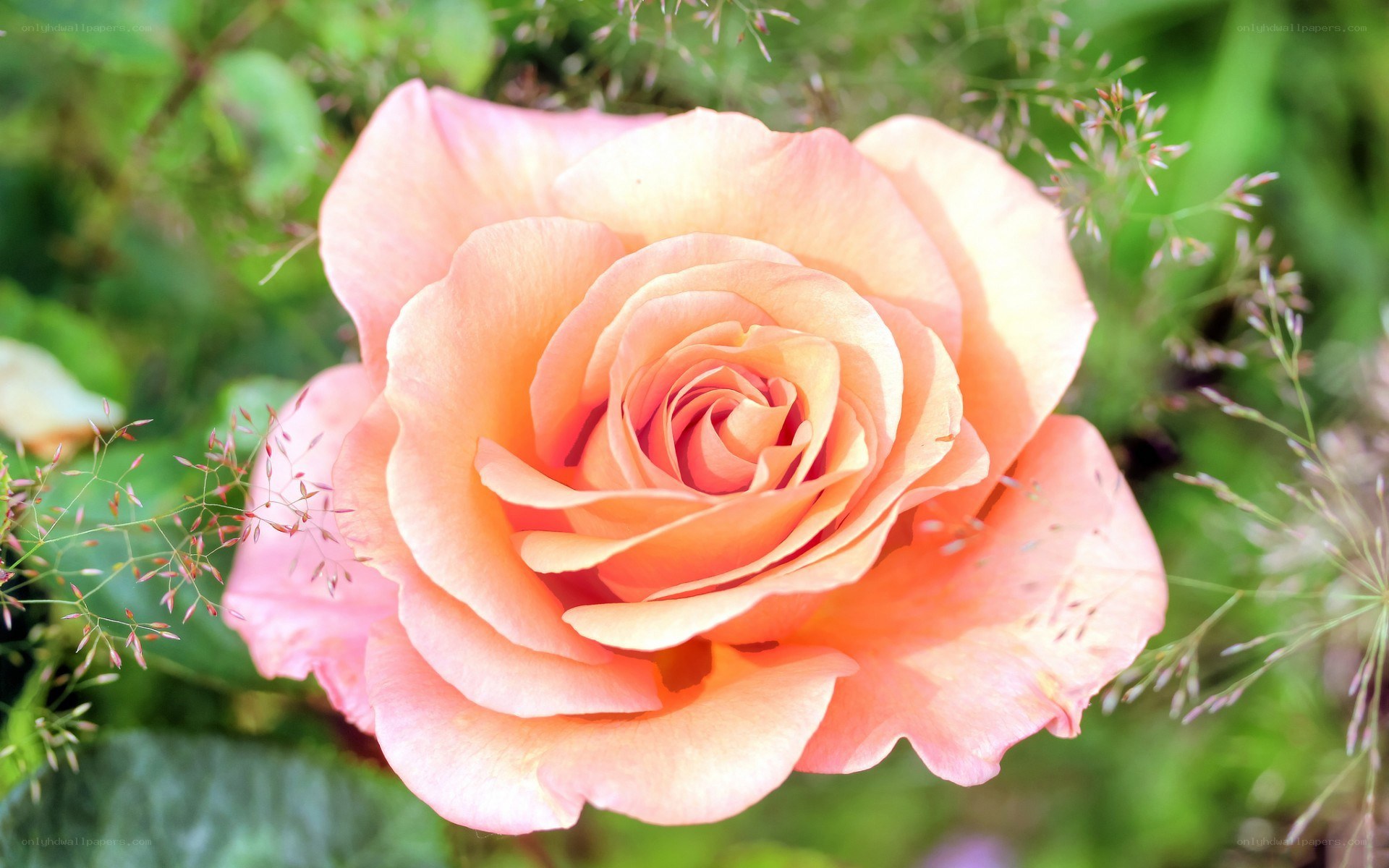 pink rose in garden