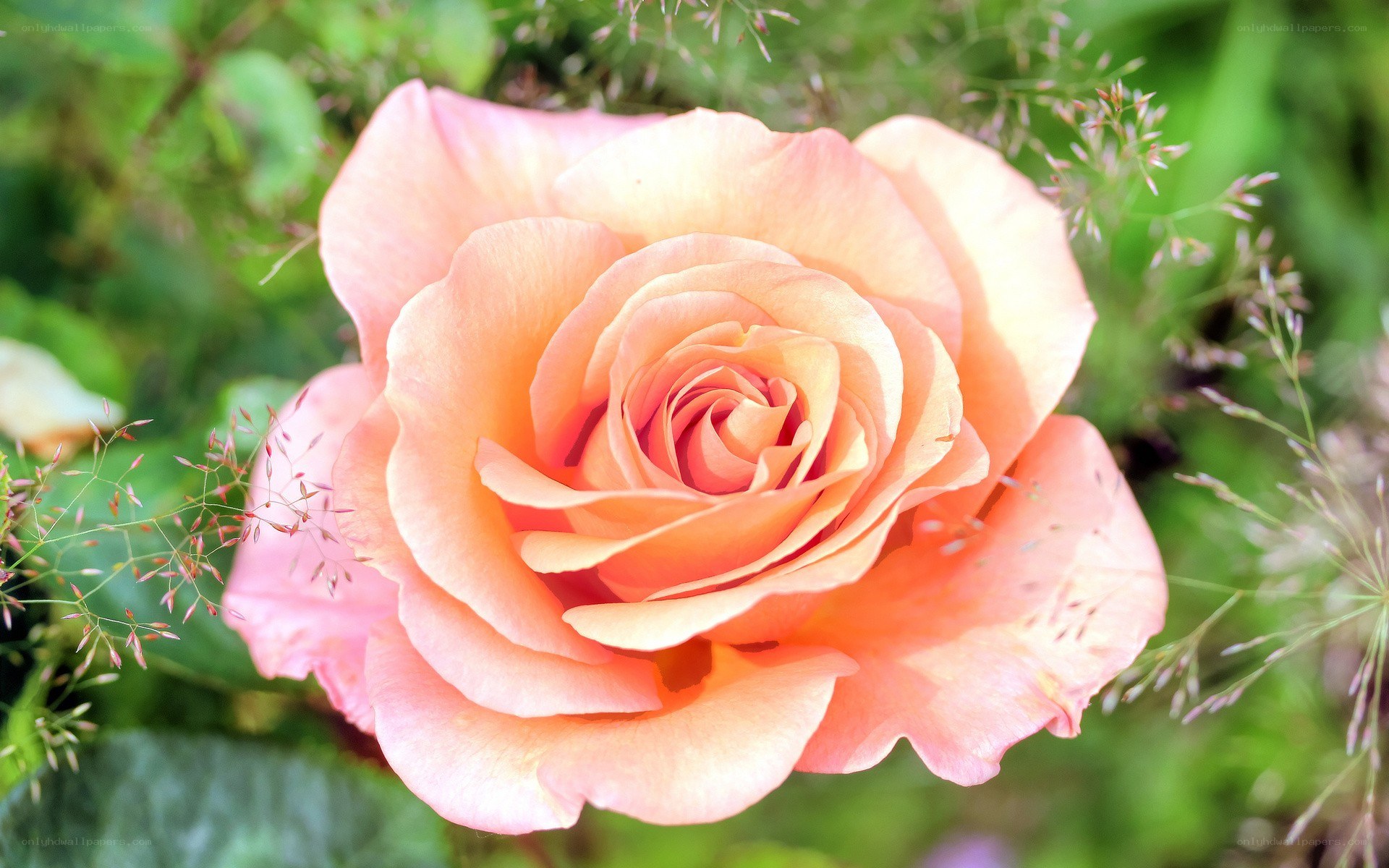 Pink rose in garden