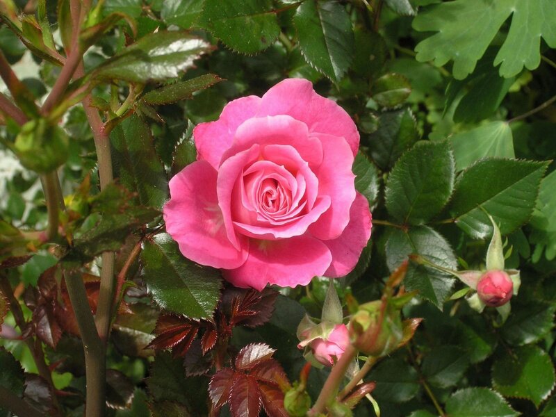 Pink rose in garden