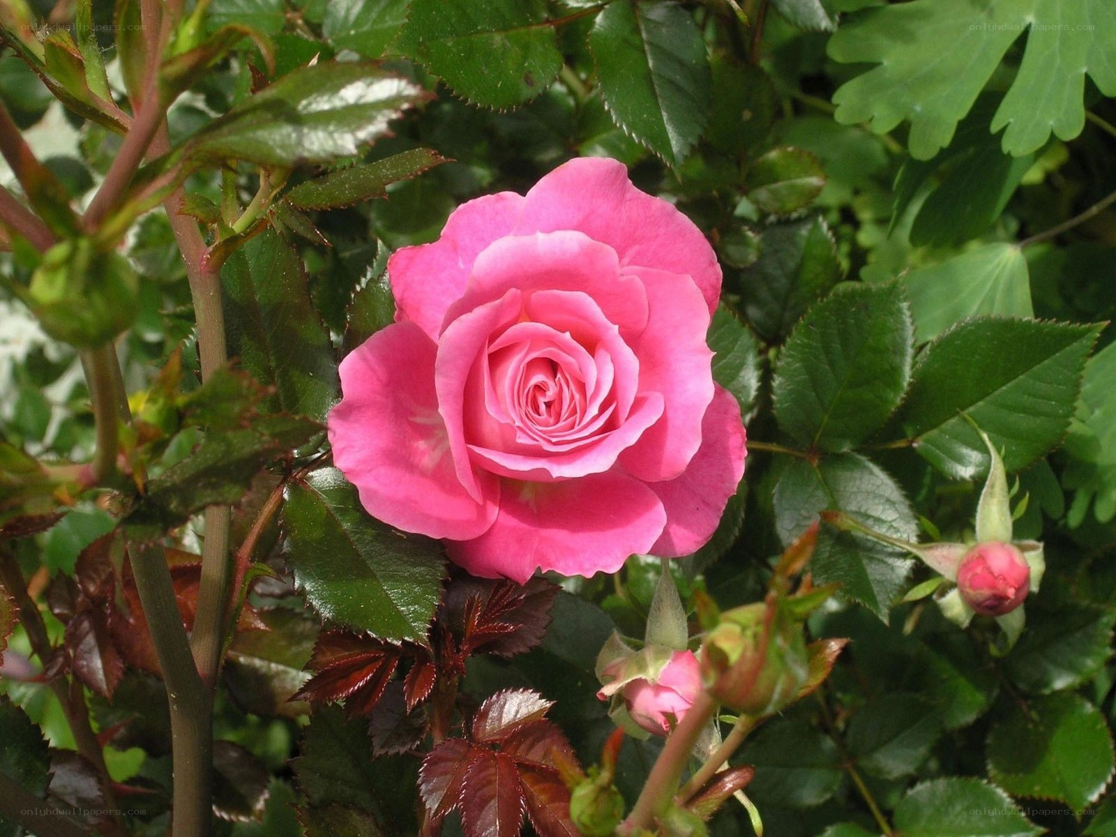 Pink rose in garden