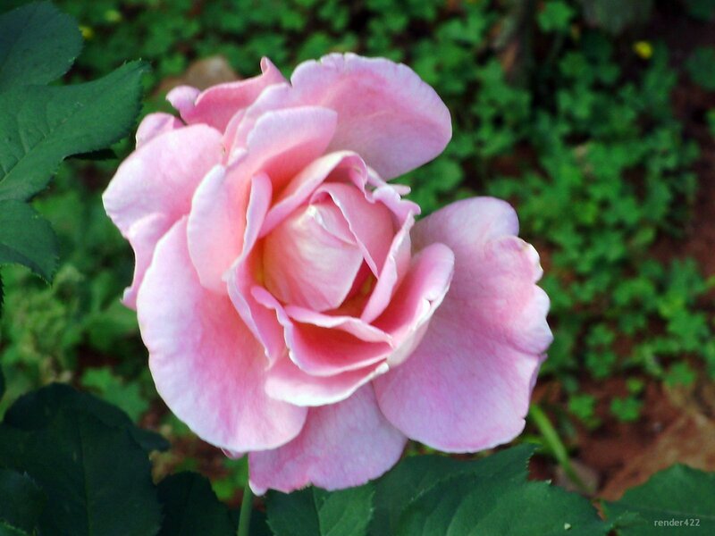 Pink rose in garden