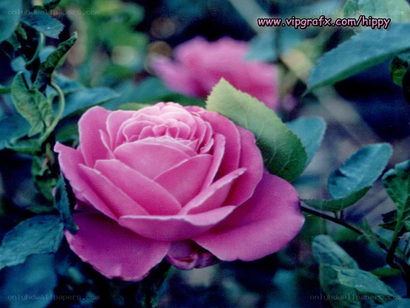 pink rose in garden