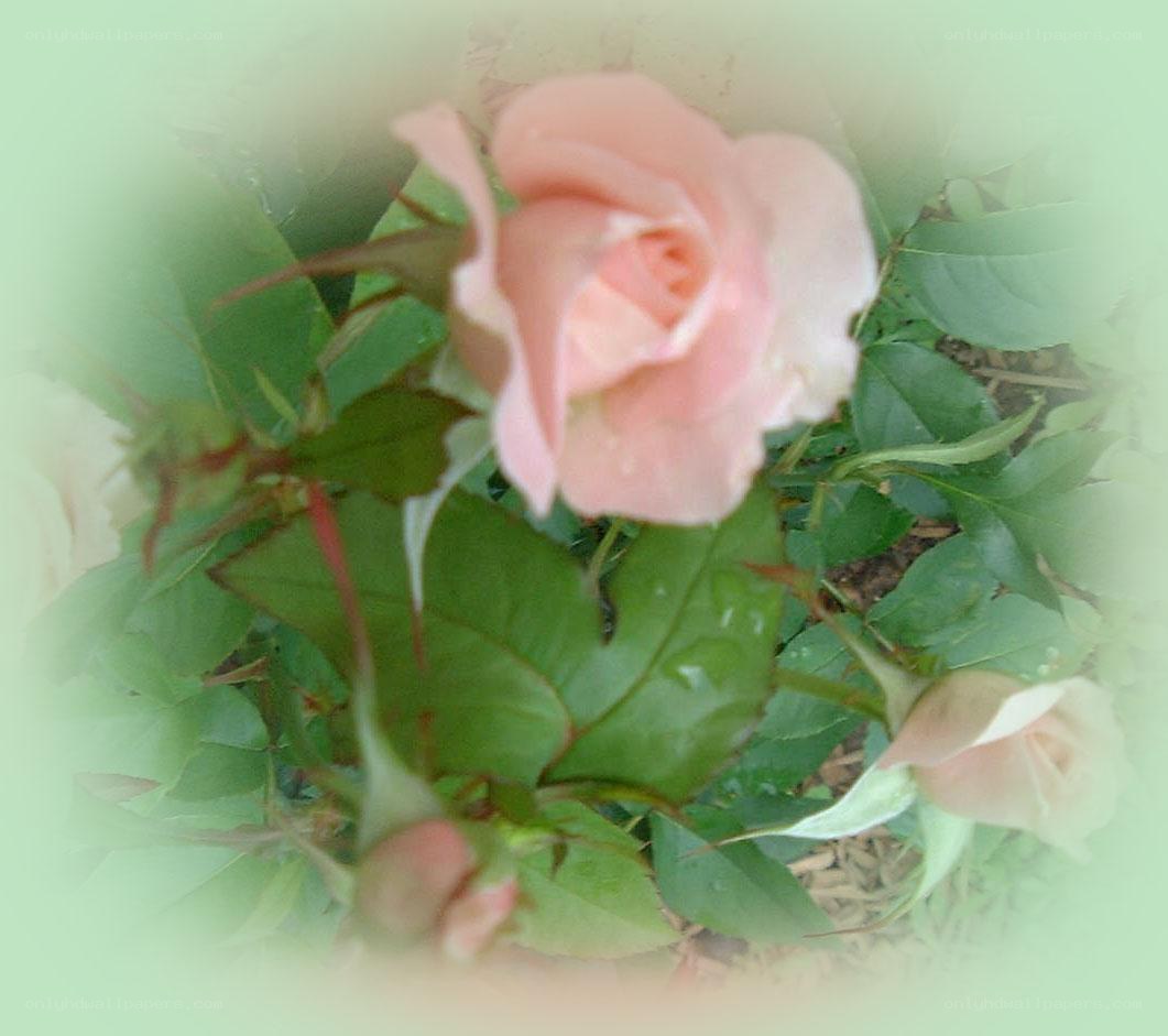 Pink rose in garden