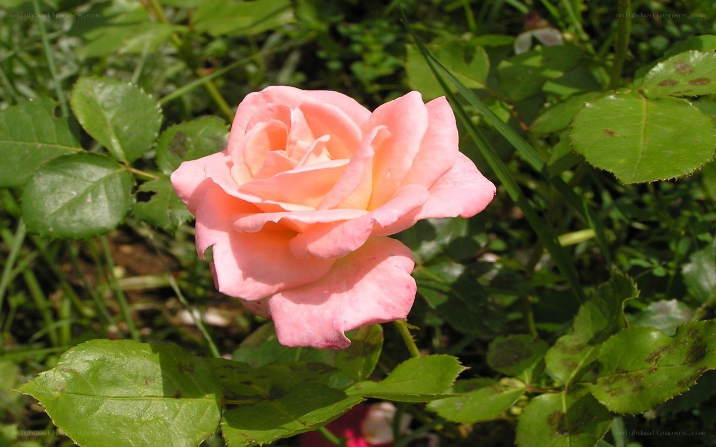 pink rose in garden