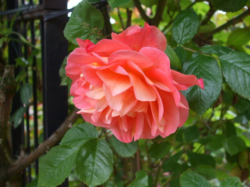 Pink rose in garden
