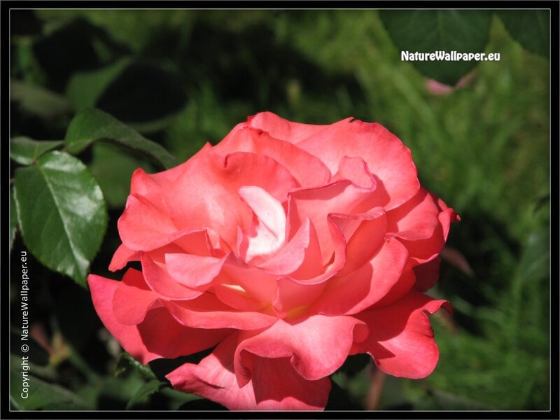 Pink rose in garden