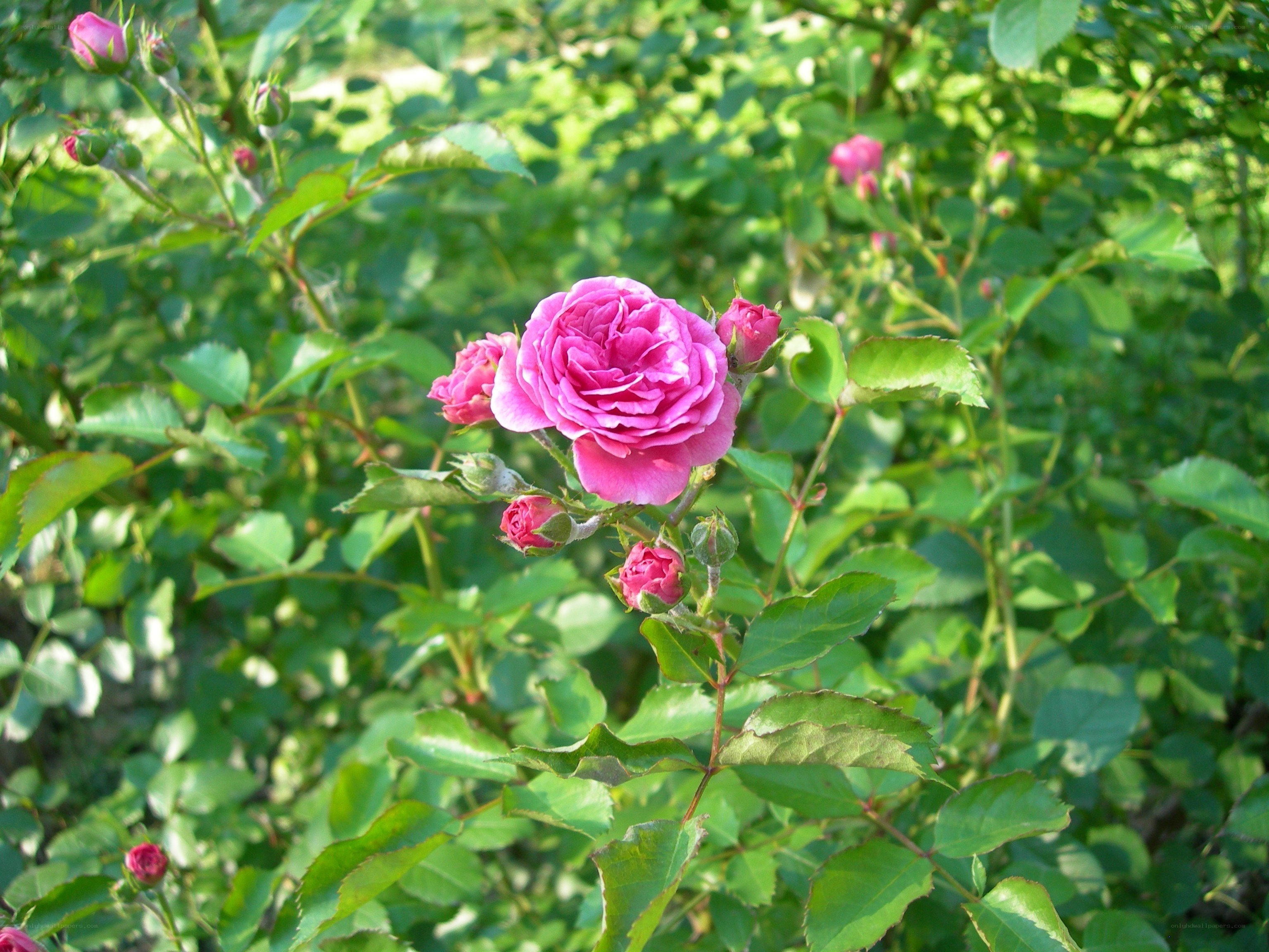 Pink rose in garden