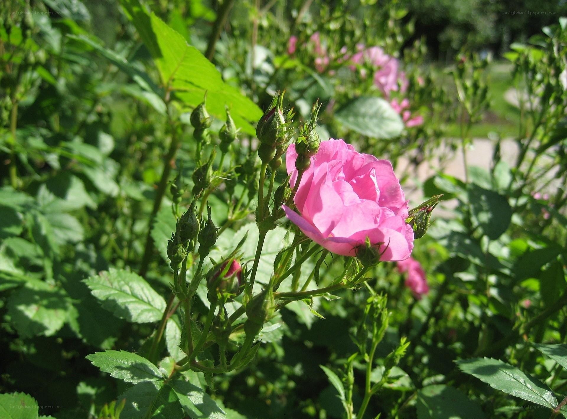 Pink rose in garden