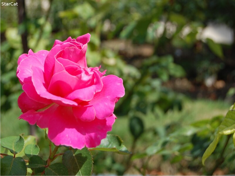 Pink rose in garden