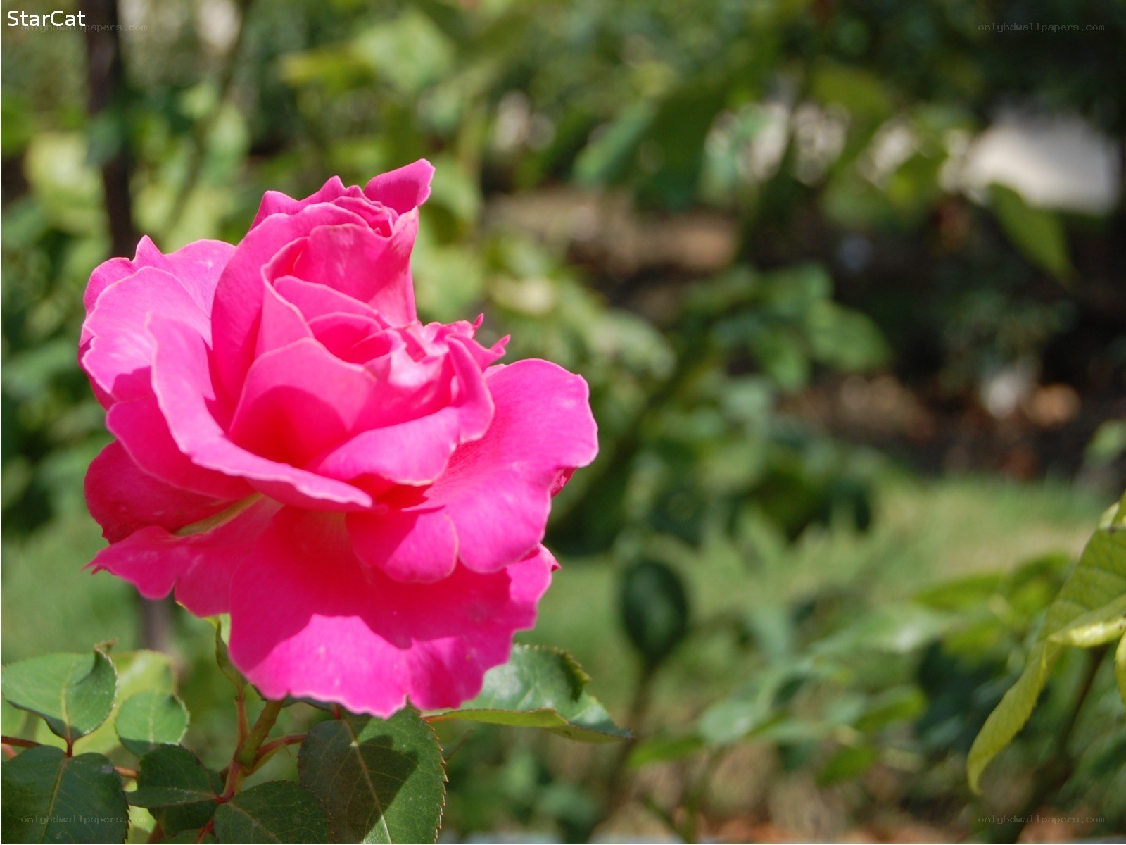 Pink rose in garden