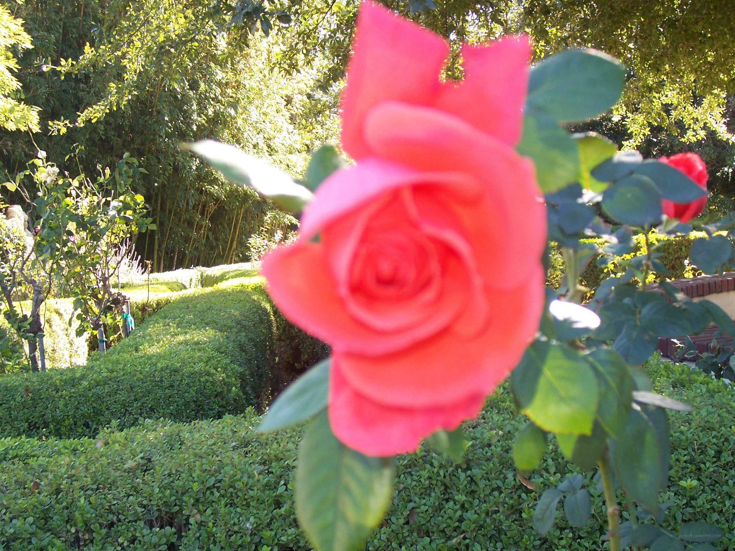 Pink rose in garden