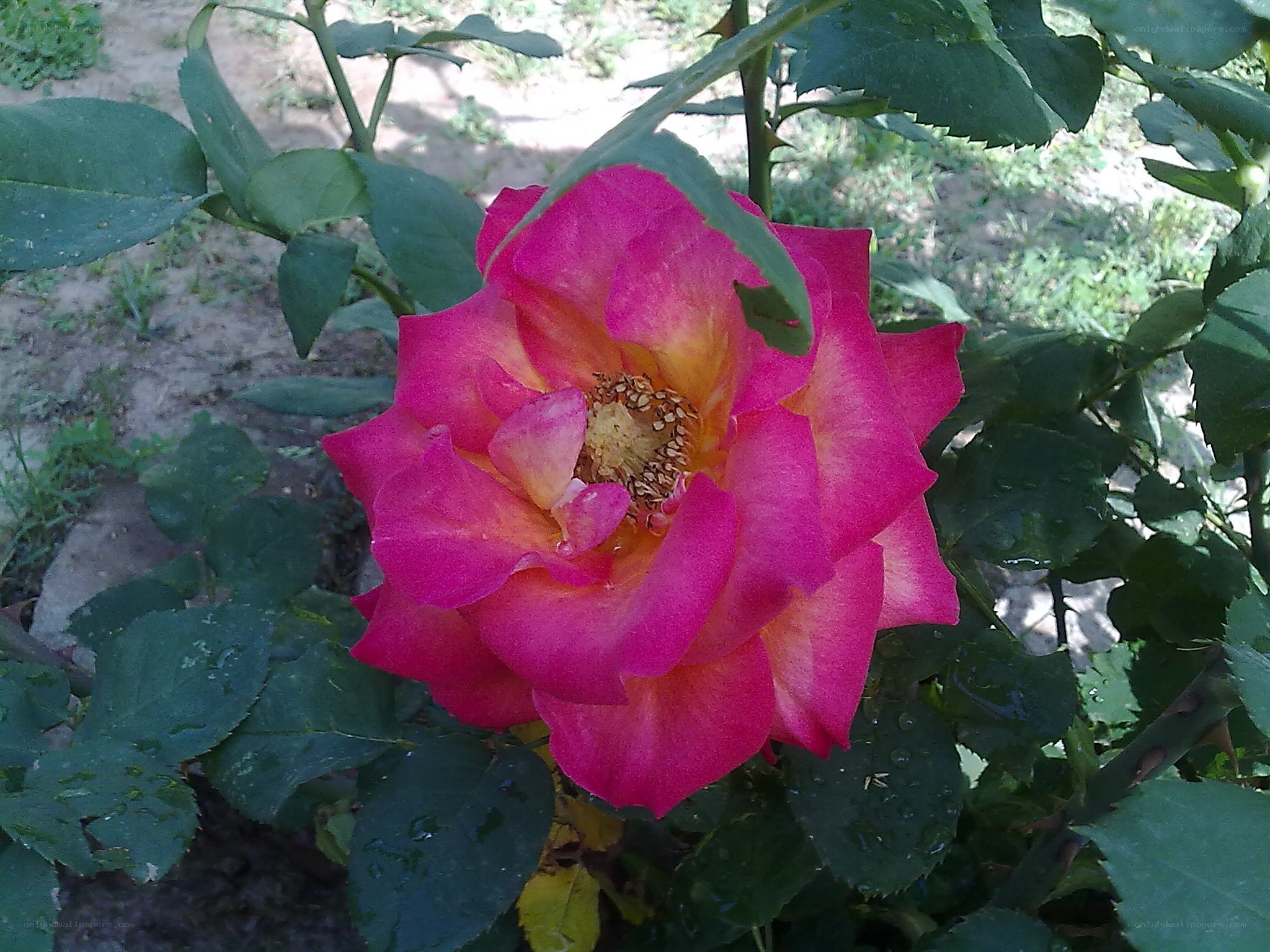 pink rose in garden