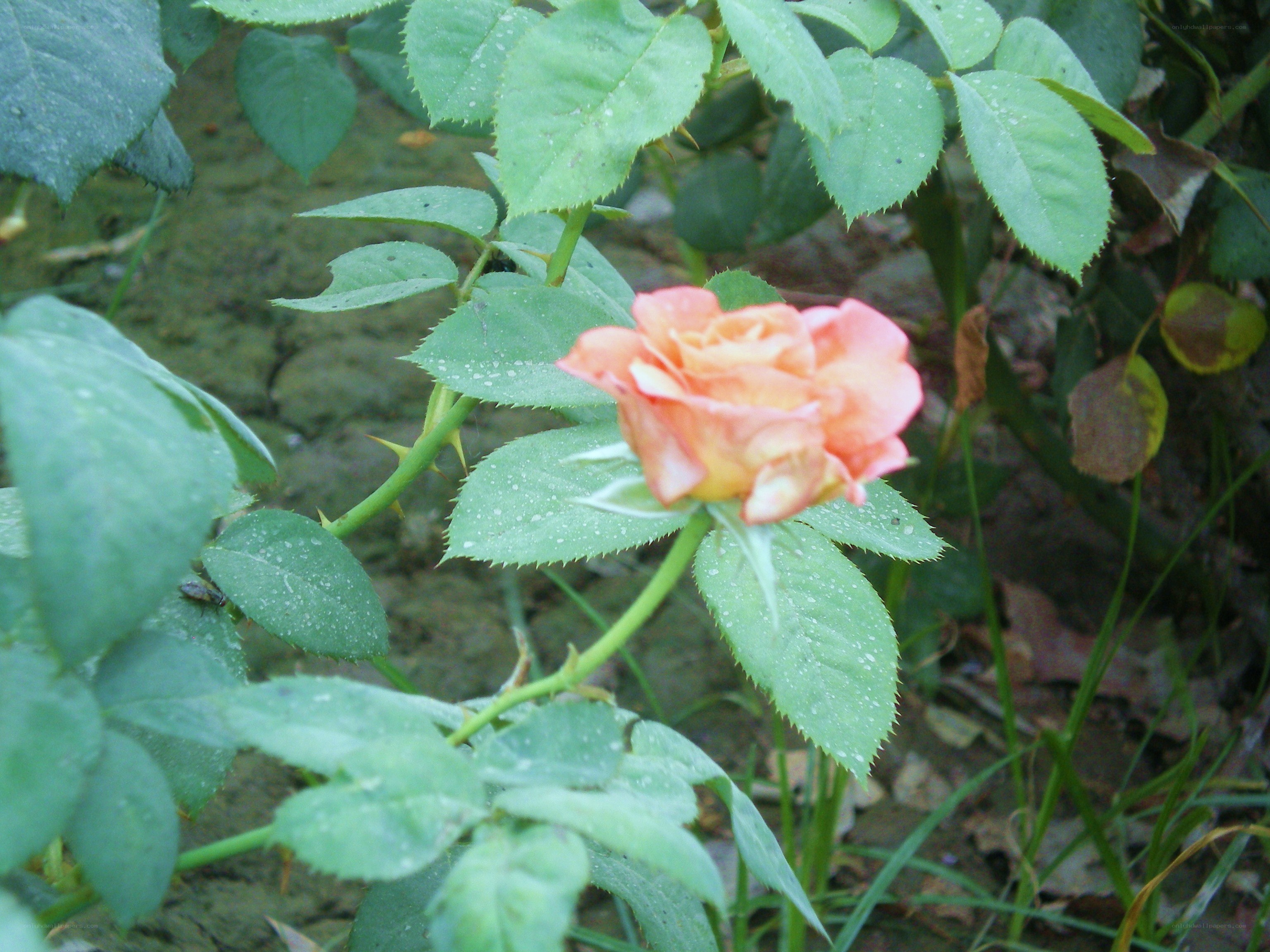 pink rose in garden