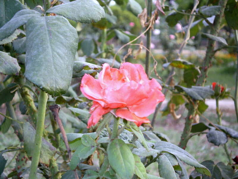pink rose in garden