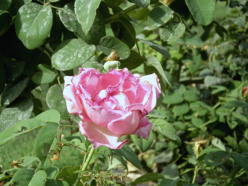 Pink rose in garden