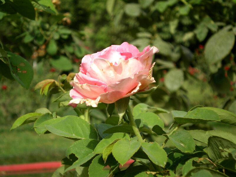 pink rose in garden