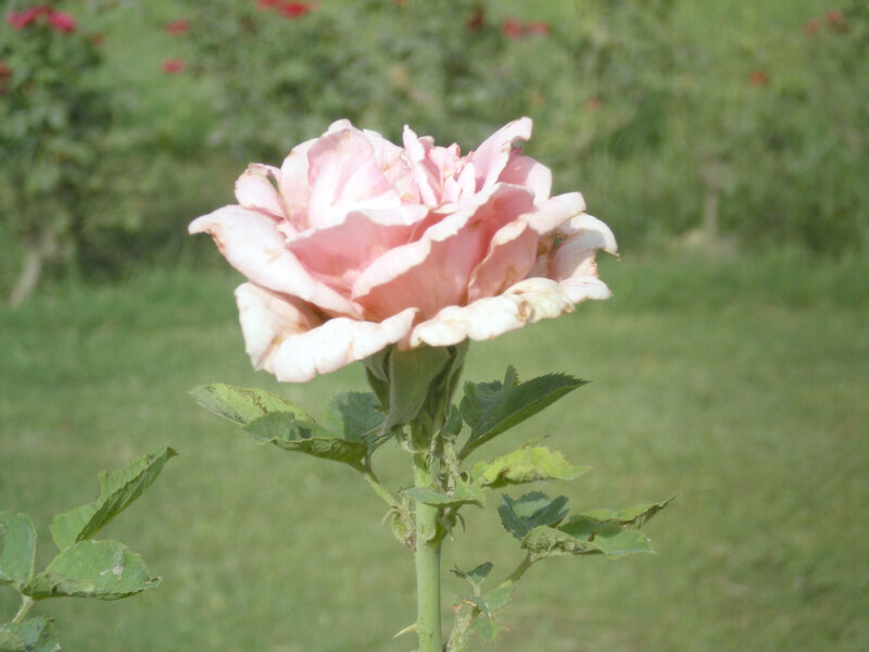 pink rose in garden