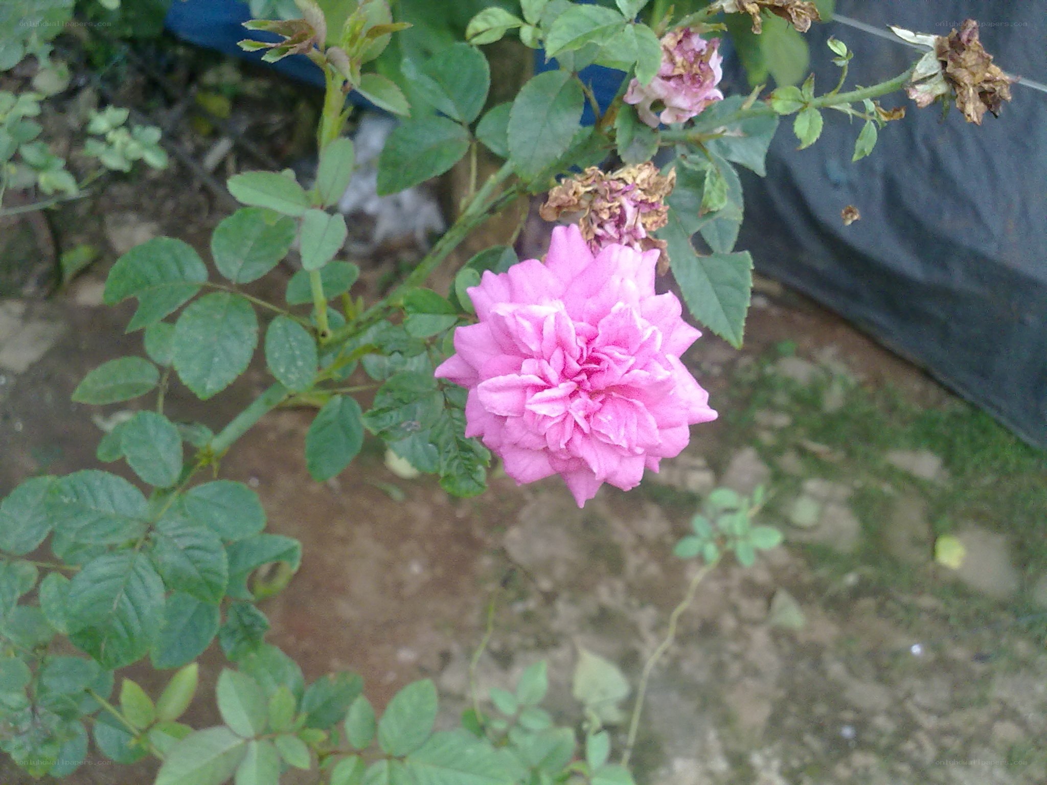 Pink rose in garden