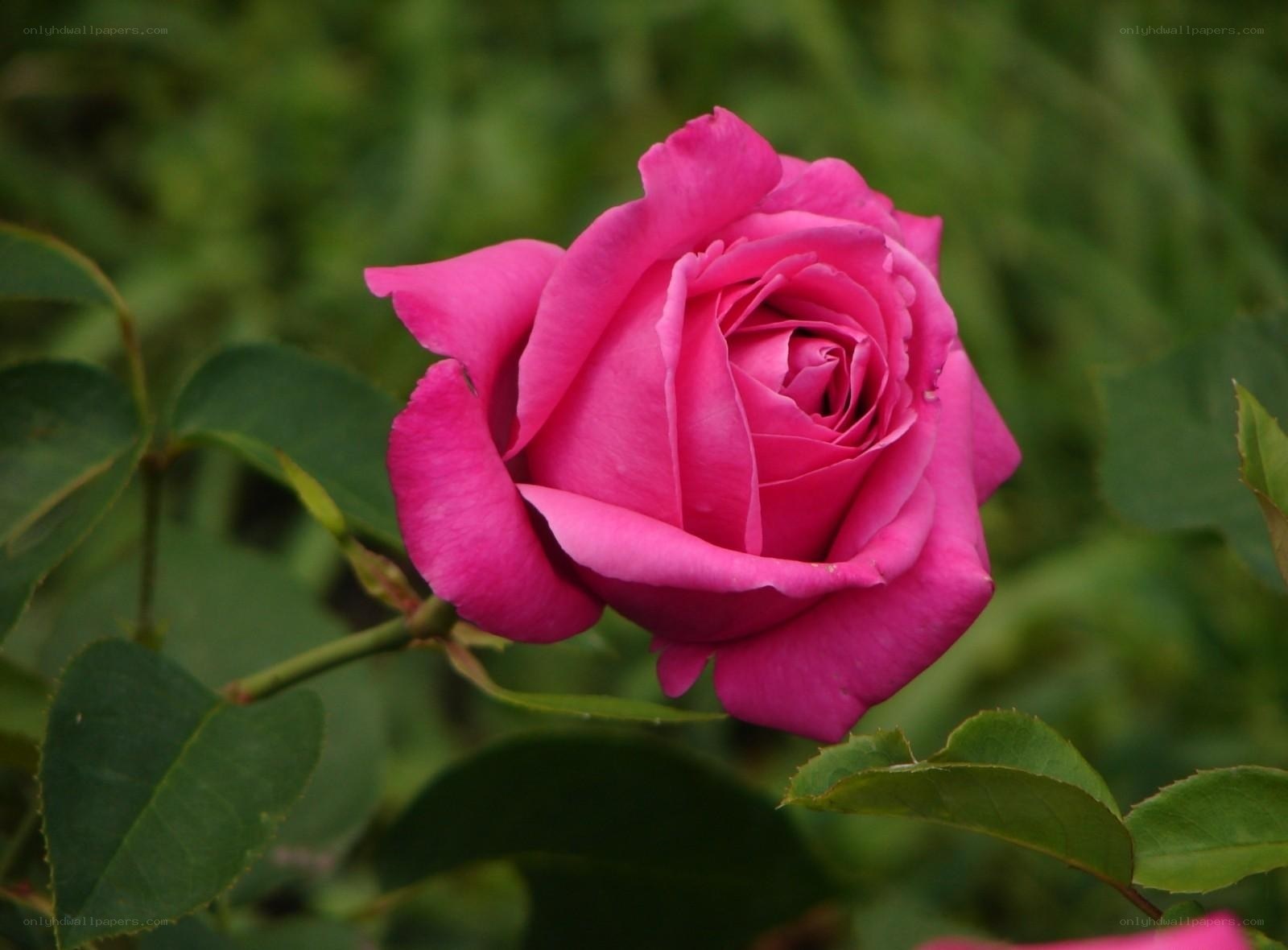 Pink rose in garden