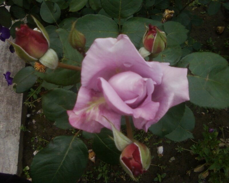 Pink rose in garden