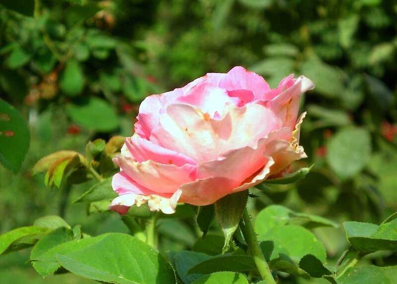 Pink rose in garden