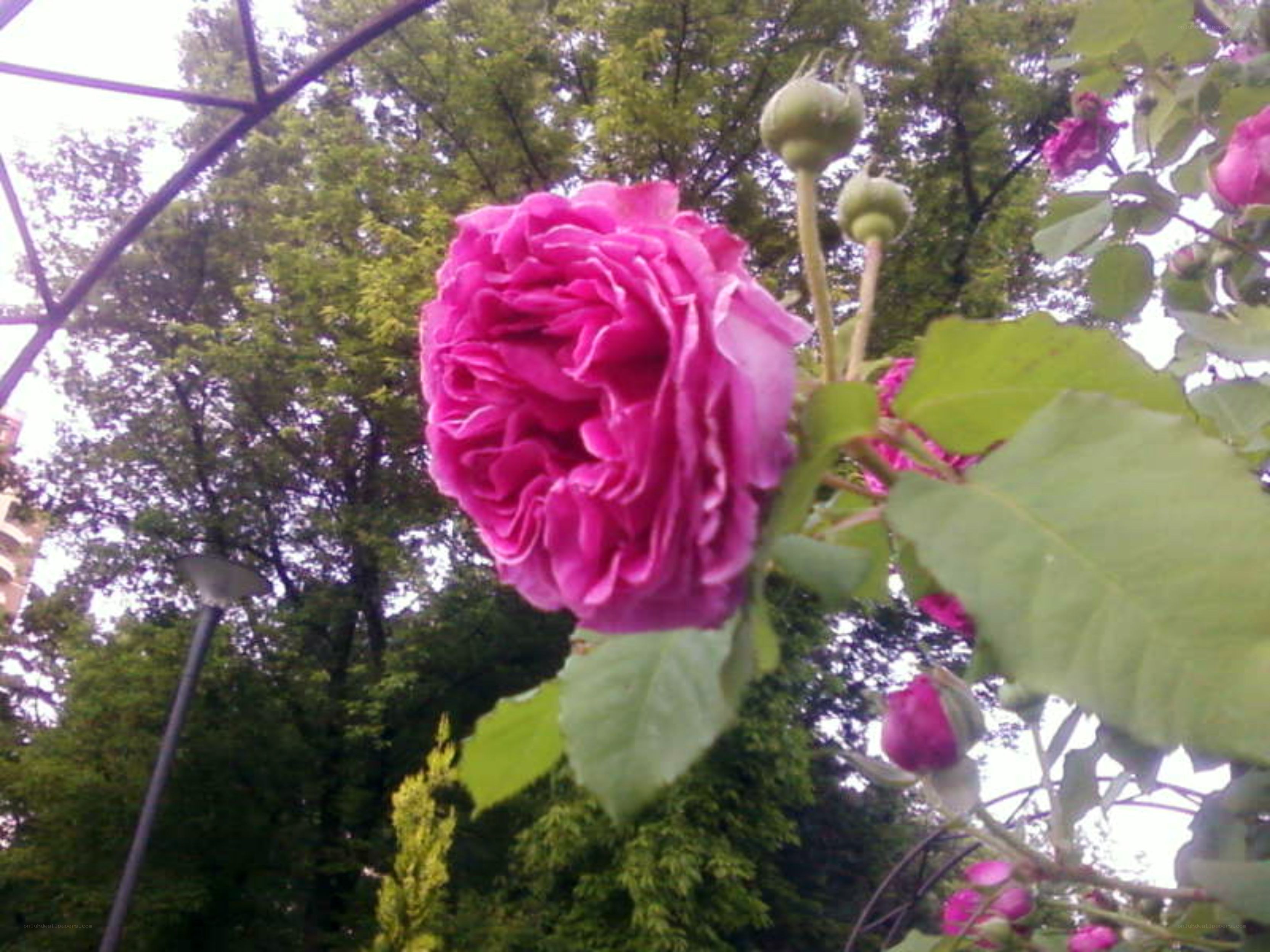 Pink rose in garden