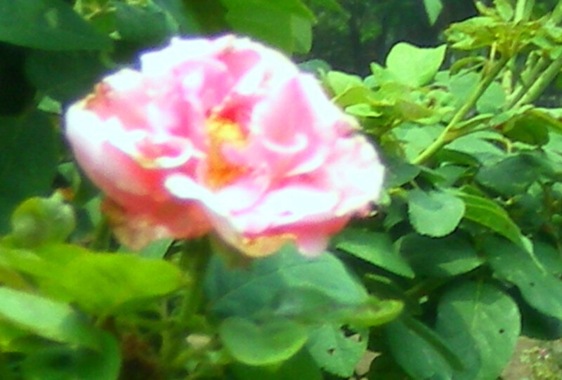 pink rose in garden