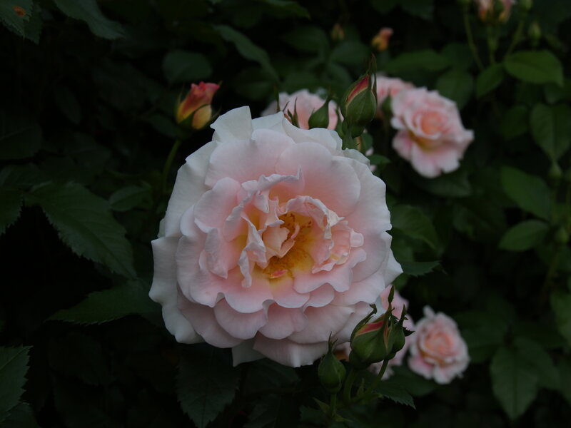 Pink rose in garden
