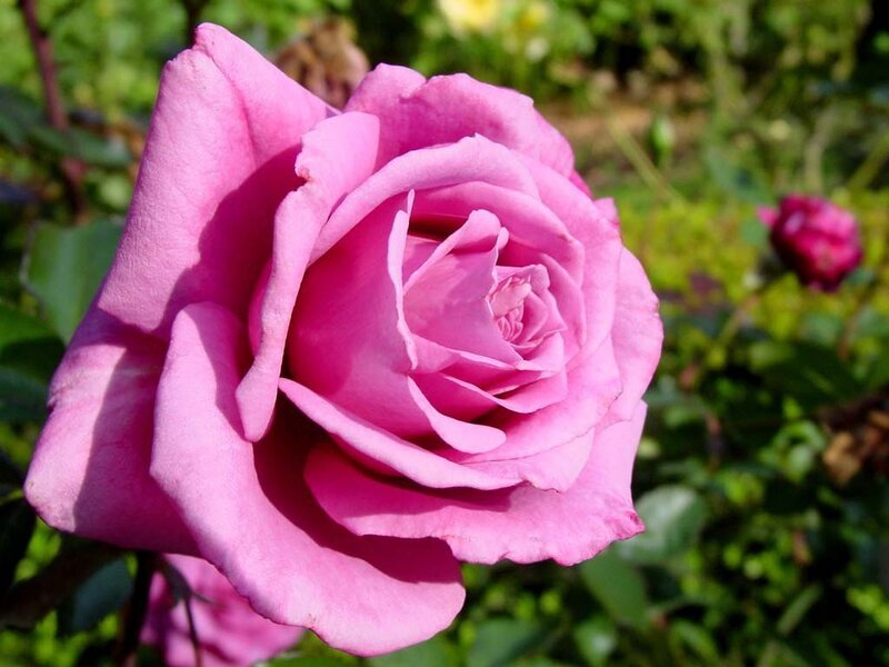 Pink rose in garden