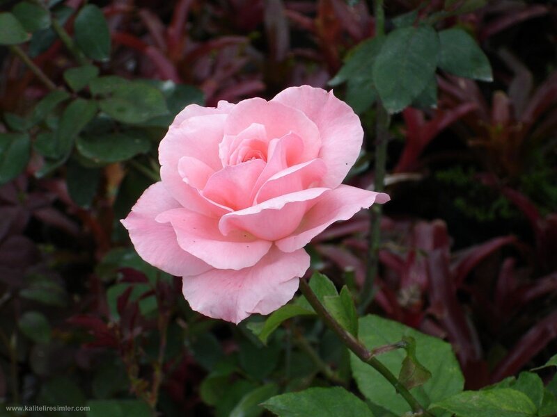 Pink rose in garden
