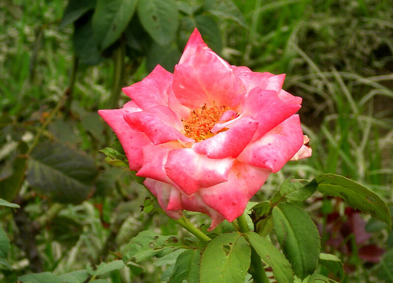 Pink rose in garden