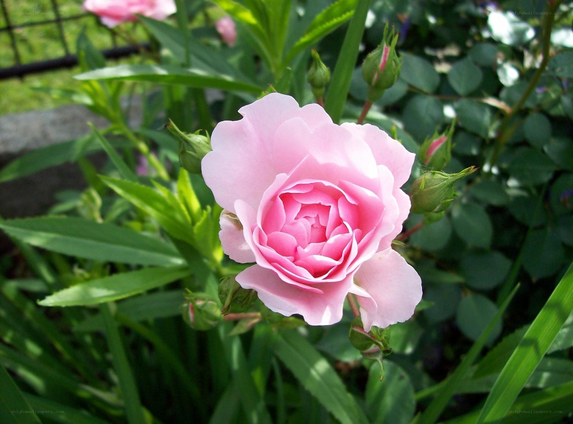 Pink rose in garden