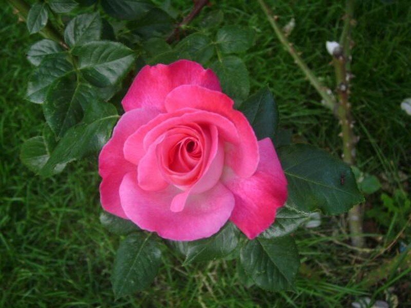 pink rose in garden