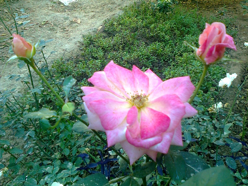 Pink Rose in Garden — Calm, Afternoon, Photograph, Buds
