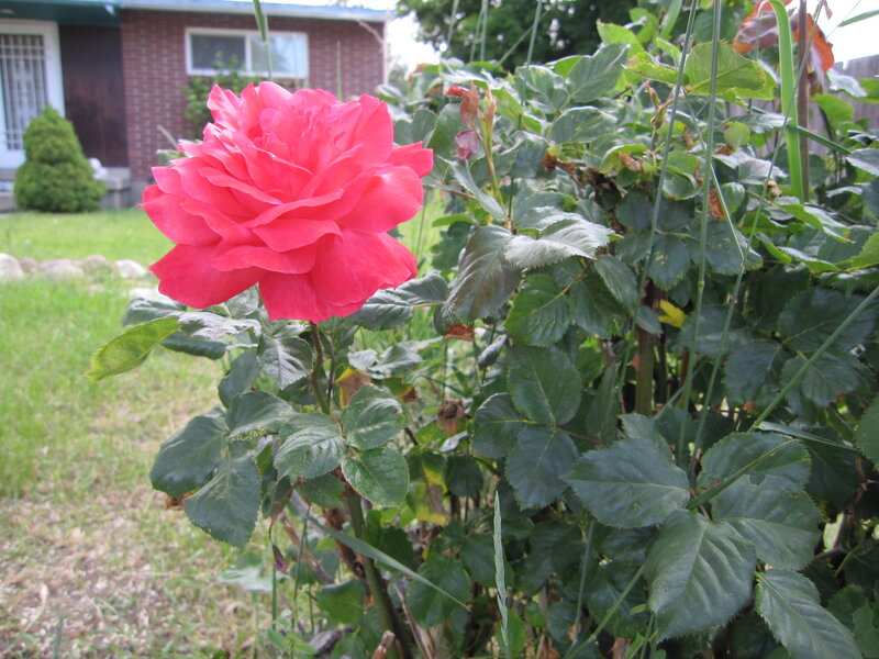 Pink Rose in Garden — Calm, Afternoon, Photograph
