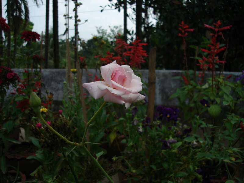 Pink Rose in Garden — Calm, Afternoon