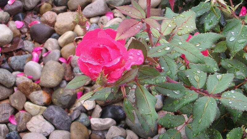 Pink Rose in Garden — Calm, Morning