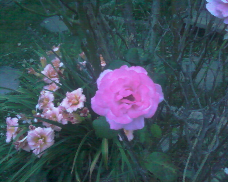 Pink Rose in Garden — Calm, Photograph, Flowers