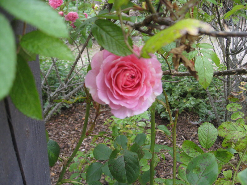 Pink Rose in Garden — Calm, Spring, Photograph