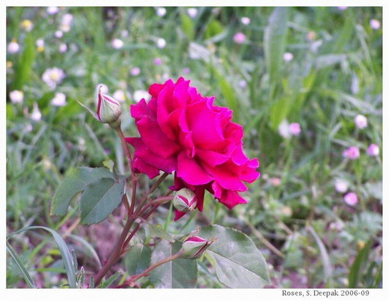 Pink Rose in Garden — Calm, Spring