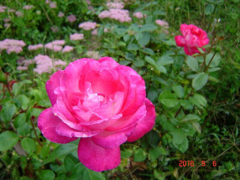 Pink Rose in Garden — Calm, Summer